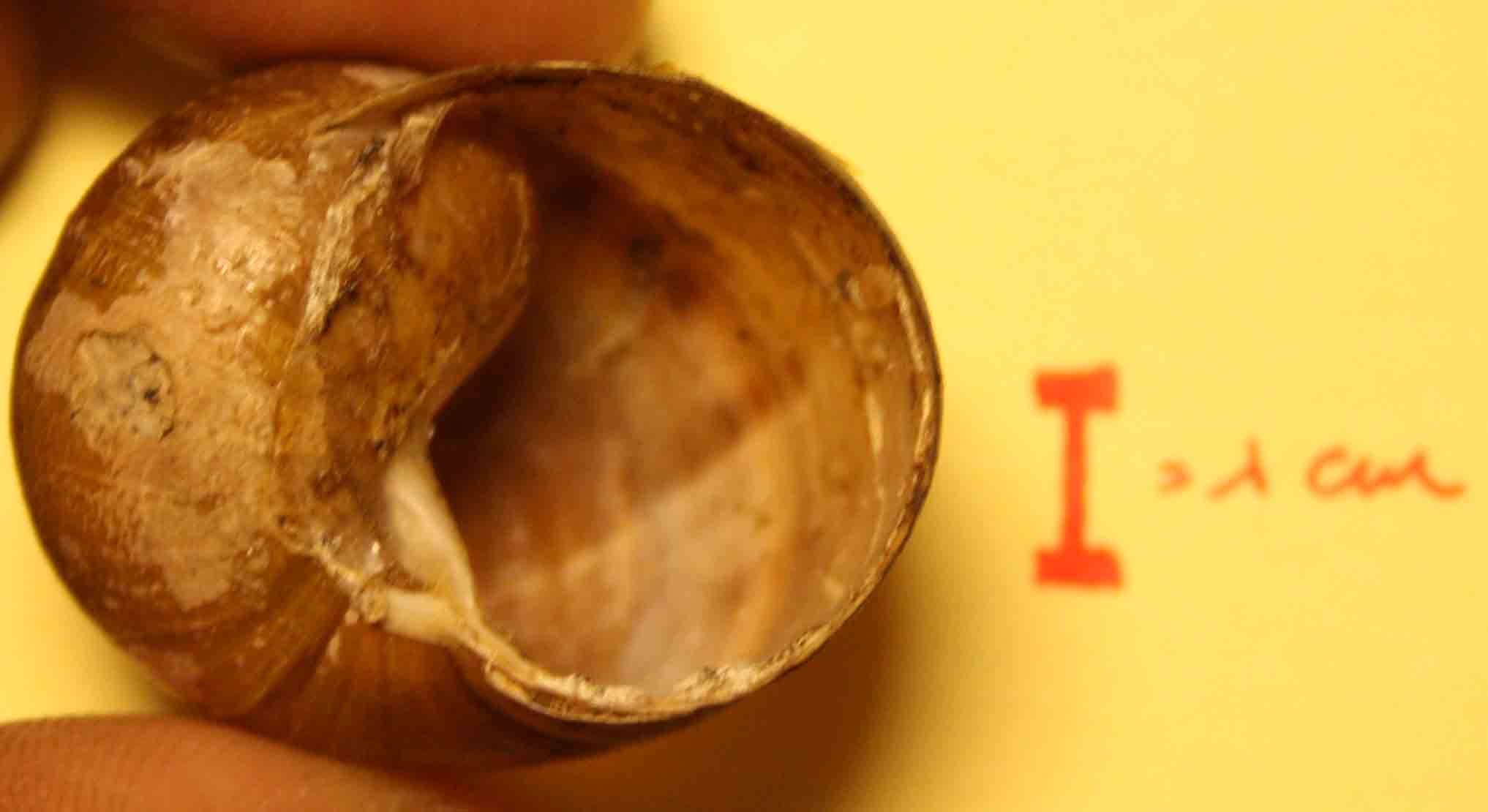 cantareus apertus?